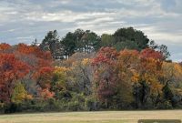 Colleyville’s Green Win: Council Blocks 14-Acre Forest Project