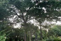 Colleyville City Council Addresses Tree Impact of Bluffs Development