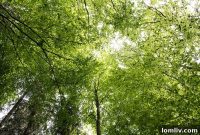 Beat the Heat with Trees: Natural Shade for Cooler Homes