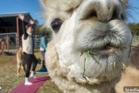 Tx-Ture Farm’s National Alpaca Farm Days: Your Unexpected Fall Retreat