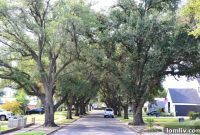 Dallas’s Urban Forest: Behring’s Plan to Grow Development