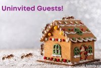 No Unwanted Holiday Visitors Seasonal Pest Control