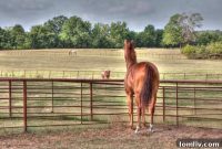 Bob Breunig’s Legendary East Texas Equestrian Haven Hits the Market