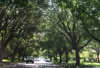 Dallas Park and Tree Ordinances: Clarity and Refinement Critical Before Council Vote