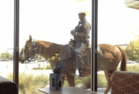 Chick-fil-A on Hooves A Fort Worth Original