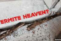 Termite Hotspot? Heres How to Inspect Your Home