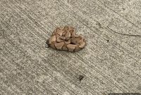 Dallas County’s Shelter-in-Place Order: A Constitutional Challenge?