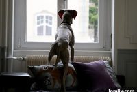 Ask the Expert Brad Bevill About Dog Separation Anxiety