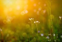 Spring’s Unveiling: Critical Inspection Points