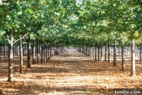 Get Your Free Tree for Arbor Day! Register Now and Branch Out