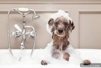 Paws First: Homebuyers Prioritize Their Furry Friends