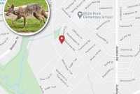 Coyote Responsible for White Rock Valley Toddler Porch Attack Located