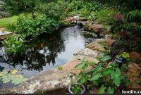 North Texas Water Garden Tour: Explore Exquisite Koi Ponds