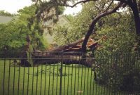 Climate Crisis Real Estate Valuing Green Celebrity Limbs