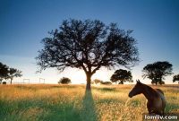 Fort Worth Friday: Aledo’s Pinnacle of Luxury Ranch Living