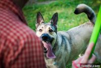 DFW’s Hidden Gems: 5 Neighborhoods With Unexpected Dog Play Zones