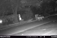 Coyote Surprise Attack on Boy Outside Grapevine Cinema