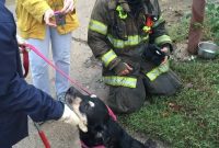 Community Rallies for Dog Burned in Alger Park Fire