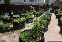 Dallas Urban Farms: Greening the City for Social Impact