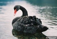 Swans: Eye Candy with an Attitude