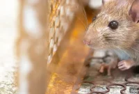 Pest Proof Your Home For A Premium Sale