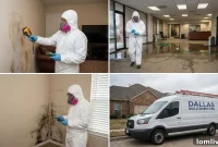 Top 5 Mold Removal Companies in Dallas for Homes & Businesses