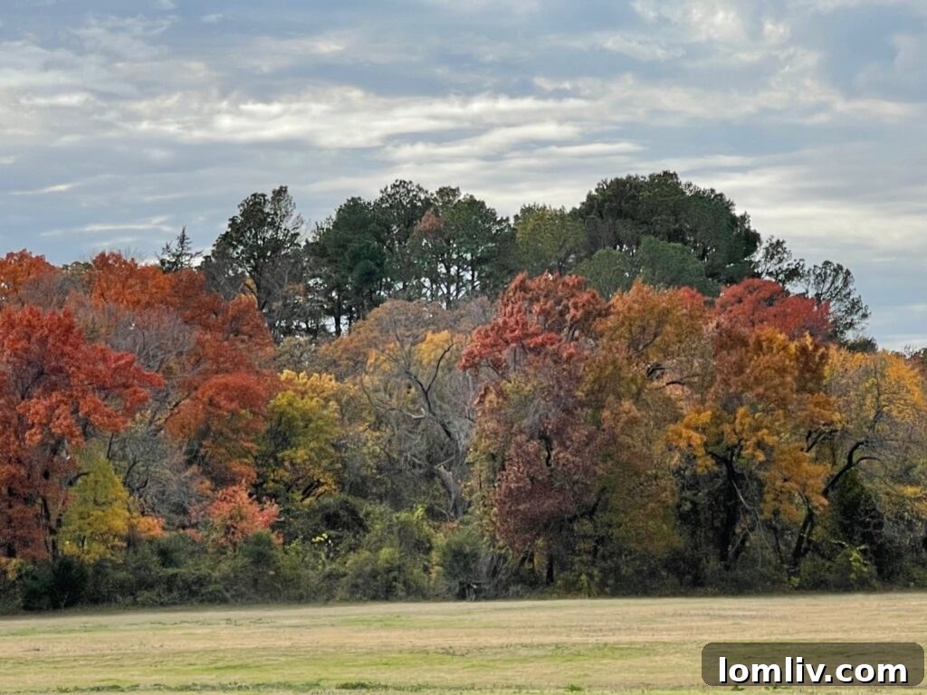 Lush green trees in a natural forest setting, representing Colleyville's urban forest.