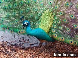 The magnificent free-roaming peacocks, a beloved and iconic symbol of Beckley Club Estates.