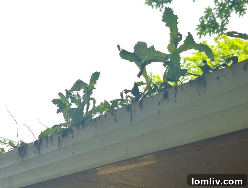 last minute Mother's day gift