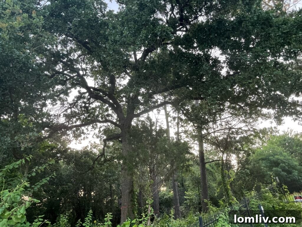 Lush green trees in a natural setting, representing Colleyville's urban forest.