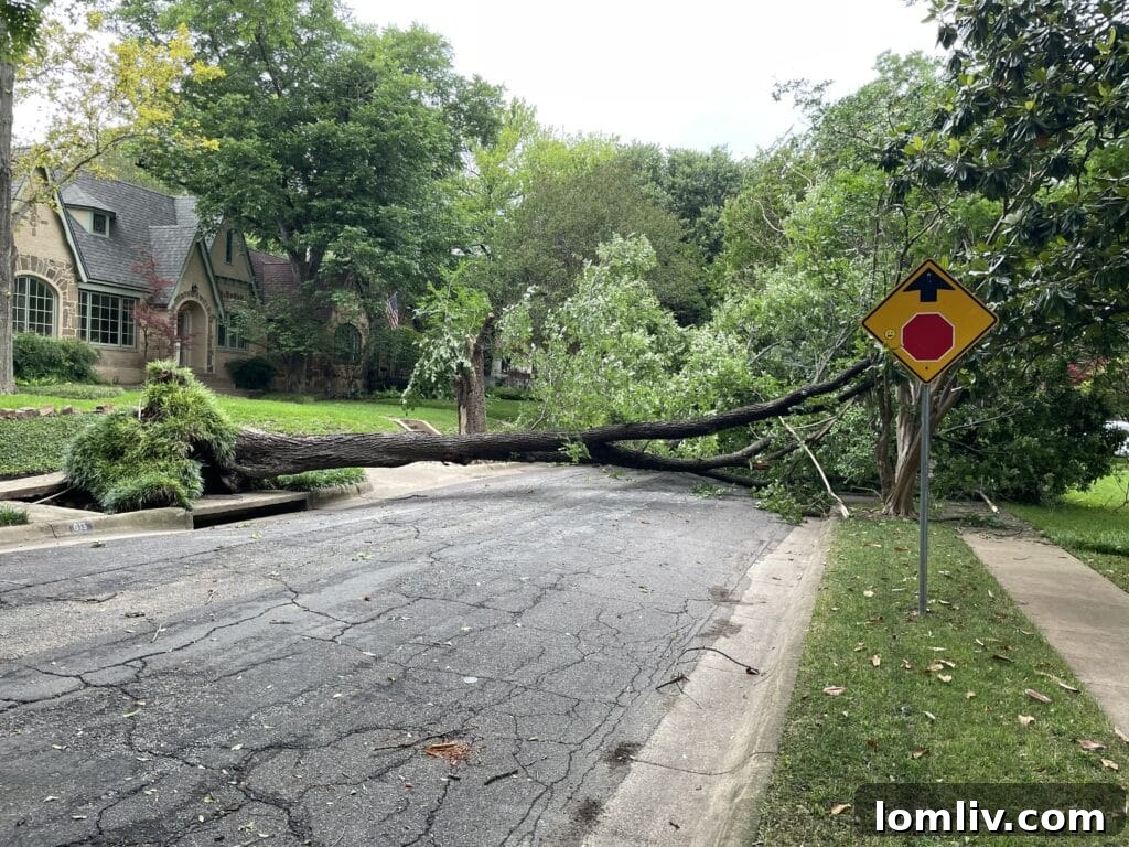 Fallen tree debris blocking a street after the North Texas severe storm.