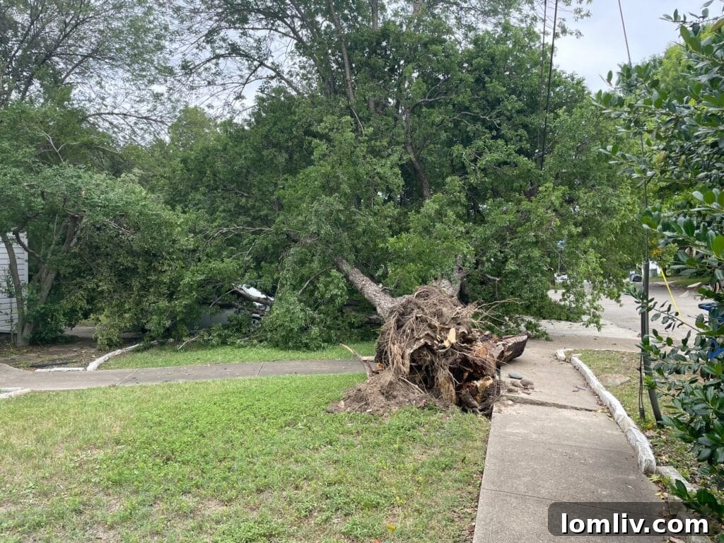Damaged roof and car from hail and treefall in a North Texas neighborhood.