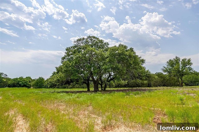 Majestic mature tree on DBar6 Ranch property