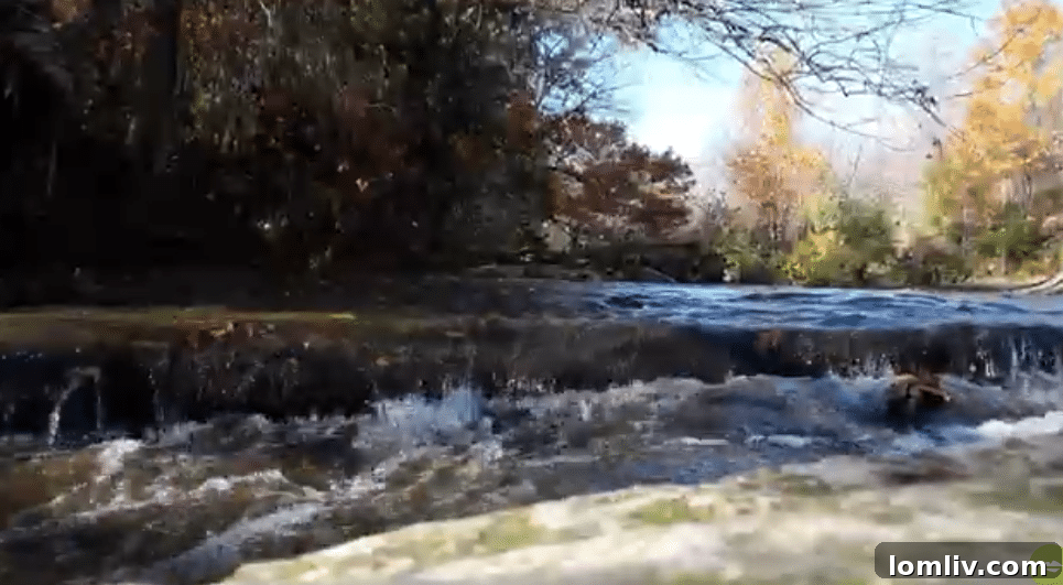 The 42-acre ‘Ladd property’ in Duncanville was designated Tuesday for use as a nature preserve.