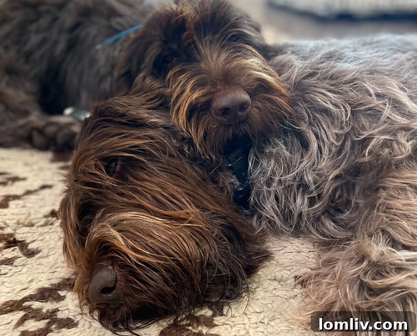 Frank and Carl, the dogs, wishing a happy Labor Day