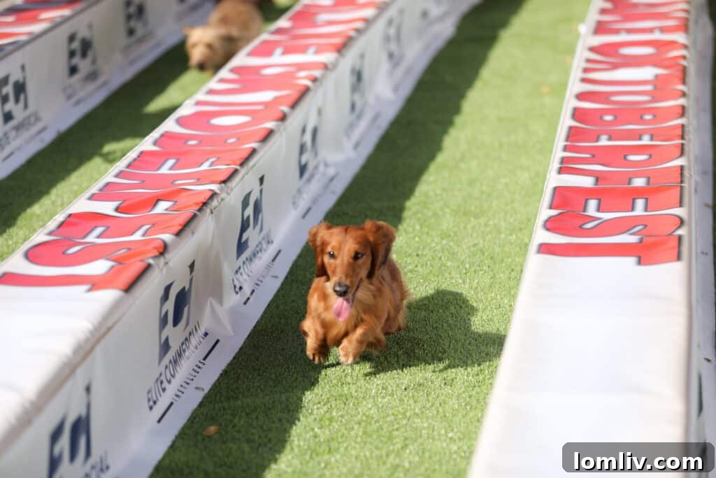 A dachshund dashes across a grassy area during the Wiener Dog Race at Southlake Oktoberfest, with spectators cheering.
