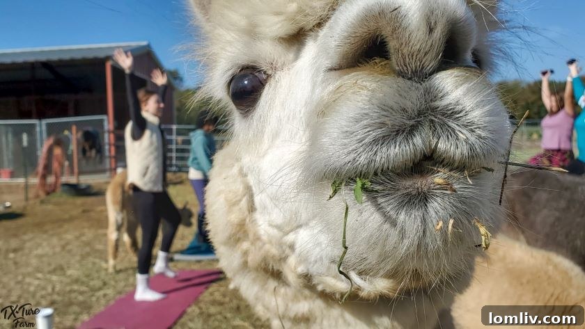 Tx-Ture Farm's National Alpaca Farm Days celebration with visitors enjoying the farm atmosphere.