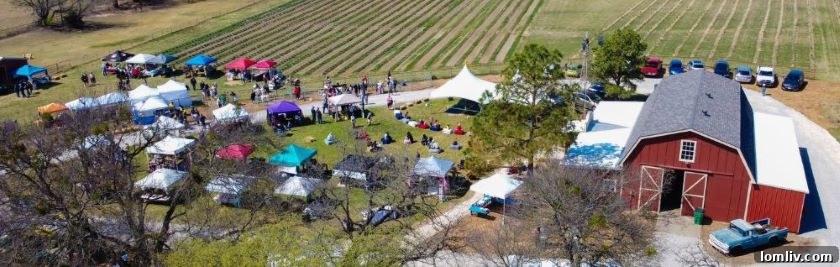 Two alpacas standing majestically on Tx-Ture Farm in Aubrey, TX.