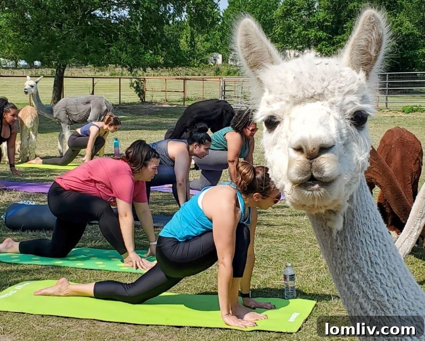 A curious alpaca peeking over a fence at Tx-Ture Farm, inviting visitors to interact.