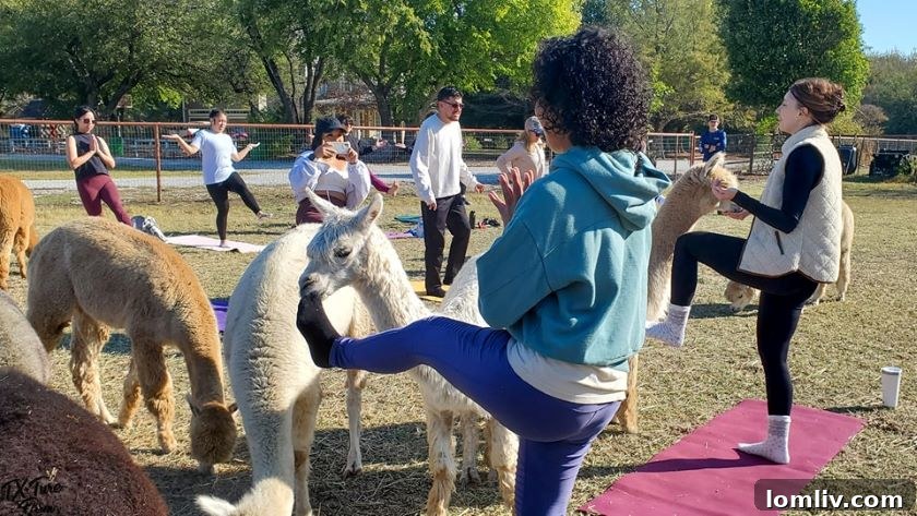 Children enjoying a barrel train ride, the Paca-Express, through the fields at Tx-Ture Farm.