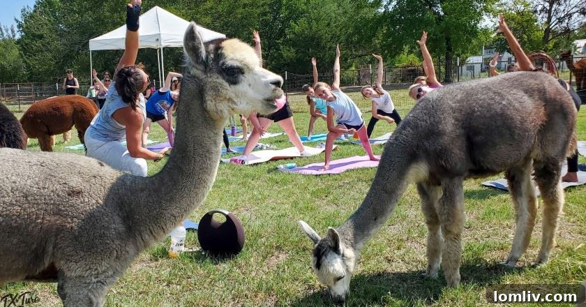 A serene outdoor yoga session with alpacas meandering in the background at Tx-Ture Farm.