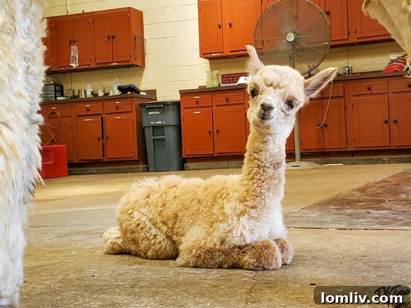 A very cute baby alpaca looking directly at the camera at Tx-Ture Farm, inviting visitors.