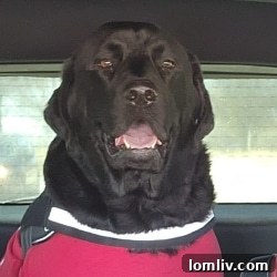 Zeus, a loyal service dog, stands proudly next to his owner, embodying the companionship and aid he provides.