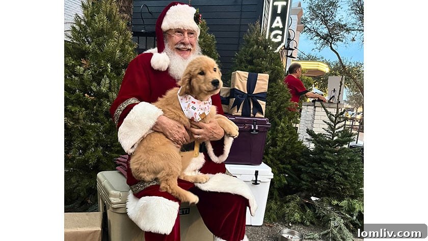 A bustling street scene adorned with holiday decorations during the Knox Street Holiday Celebration.
