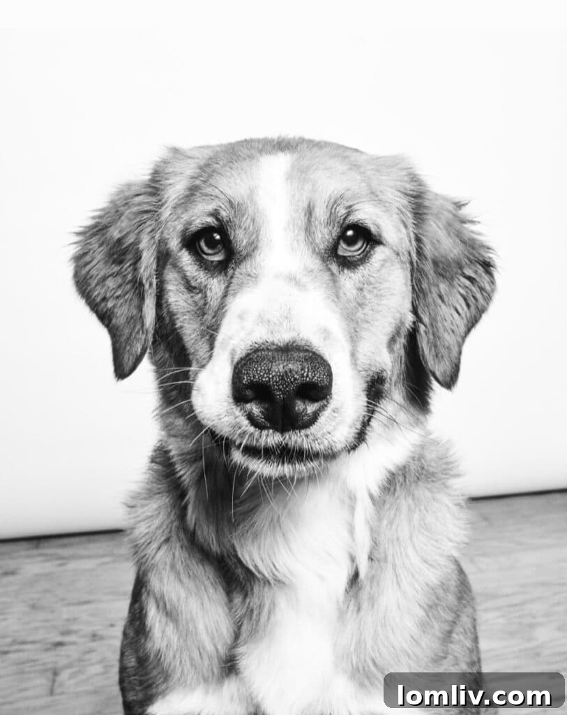 Karen Otto's rescue dog, Ginger, who played a role in connecting Home Star Staging with The Magdalen House.