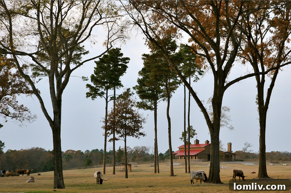 Timber Creek Ranch The Definitive Waterfront Oasis For Gentlemen in East Texas 14 Timber Creek Ranch Floor Plan