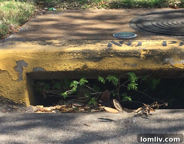 Tree roots emerging from urban infrastructure