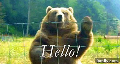 Close-up of the unique taxidermy bear in a Granot Loma bathroom