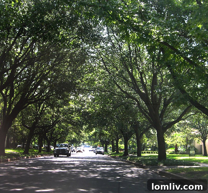 Dallas Tree and Park Ordinances: Shaping Urban Development