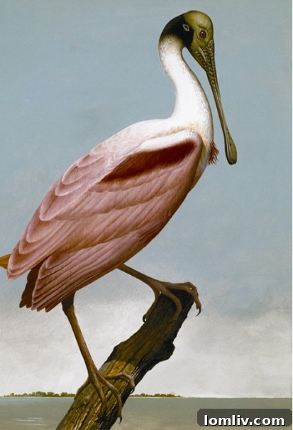 A page from 'Of Birds and Texas' by Stuart and Scott Gentling, showcasing their ornithological artistry